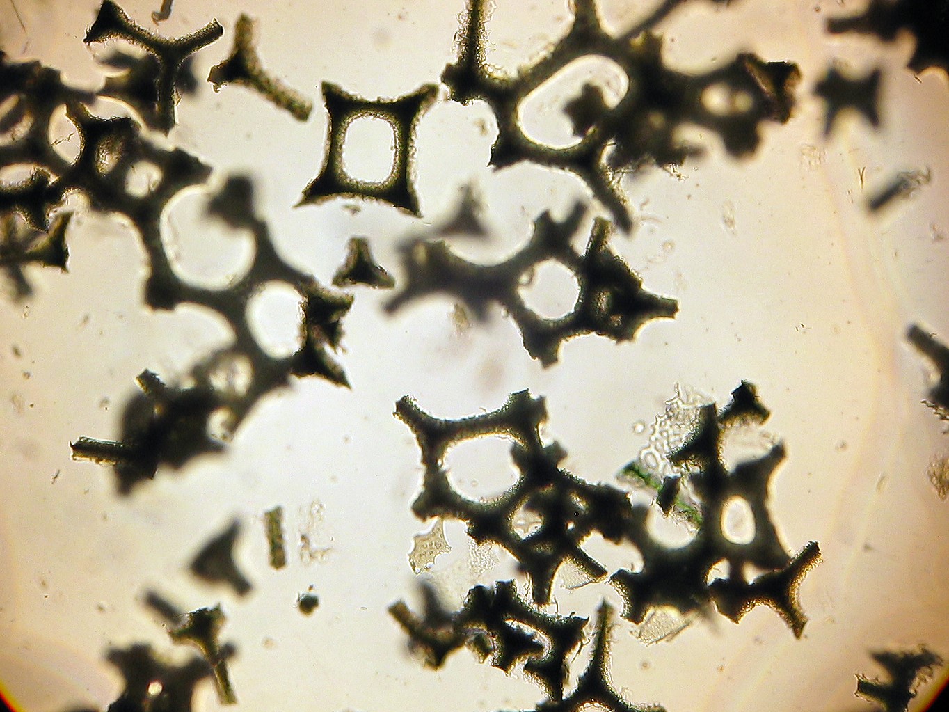 Image of floral foam fragments under a compound microscope, by Professor John West, University of Melbourne.
